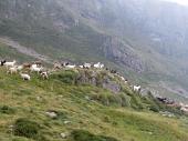 30 Capre alla partenza